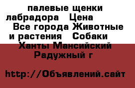 палевые щенки лабрадора › Цена ­ 30 000 - Все города Животные и растения » Собаки   . Ханты-Мансийский,Радужный г.